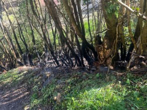 Einsatzfoto WhatsApp Bild 2025-04-07 um 15.56.02_fa78aba8.jpg